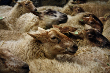Aufgeregte Schafe in der Schäferei "Schaapskooi Mergelland"