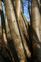 Baumstämme von Wildkirschen, Unteres Broichbachtal 