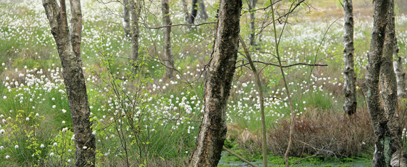 Birkenwald mit Wollgras im Platten Venn (Hohes Venn)