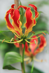 Blüte der Gloriosa rothschildiana (Ruhmeslilie)