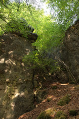 Felsen in der Nähe der Buchenloch-Höhle im Naturschutzgebiet Gerolsteiner Dolomiten