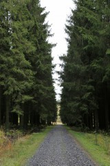 "Forêt Dominal", belgischer Staatsforst im Hohen Venn