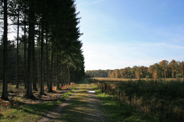 Forstwirtschaftliche Straße mit Nutzwald, Nordeifel