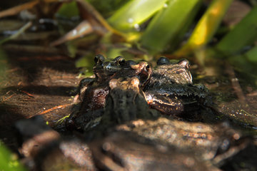 Frosch-Versammlung: Grasfrösche, Rana temporaria, in einem Gartenteich