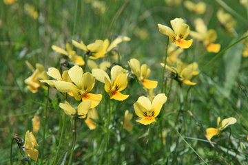 Galmei-Veilchen, Viola calaminaria, beim Schlangenberg, Breinigerheide, Nordeifel