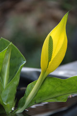 Gelbe Scheincalla, Lysichiton americanus, in einem Gartenteich