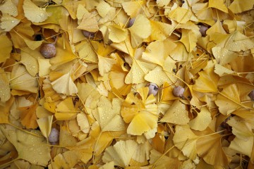 Herbstliche Ginkgobätter mit Ginkgopflaume