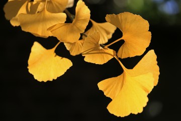 Herbstliche Ginkgoblätter
