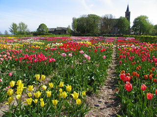 Historische Tulpen im "Hortus Bulborum" in Limmen, NL