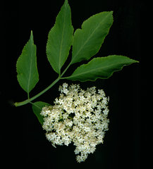 Holunderblüten, Sambucus nigra