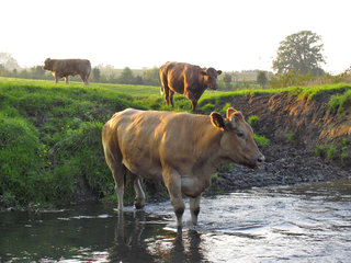 In der Geul badende Kuh bei Epen