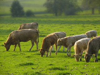 Kühe und Kälber im Geultal südlich von Epen