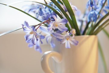 Kleiner Blumenstrauß mit Blausternen (Scilla)