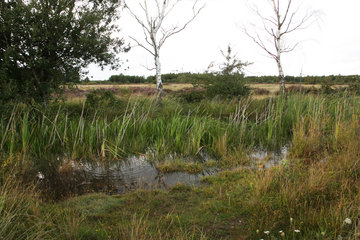 Kleinstgewässer in der Drover Heide