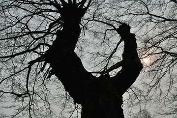 Knorriger Baum im Wurmtal