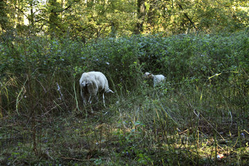 Landschaftspflege durch Schafe im Müschpark, Aachen