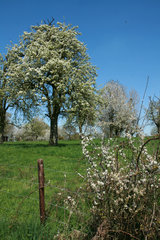 Obstbaumblüte bei Vijlen