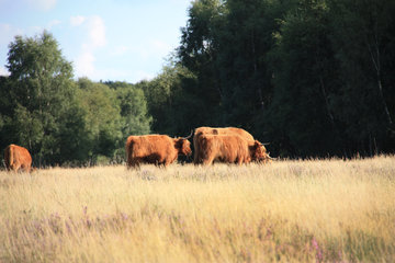 Rinderherde als Landschaftspfleger in der Drover Heide