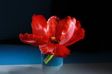 Rote Tulpe in einer Vase