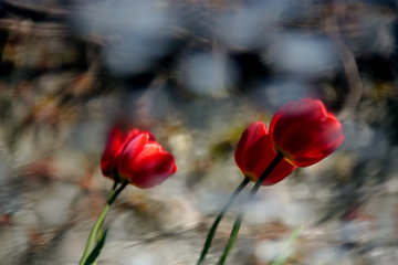 Rote Tulpen, Wasserspiegelung