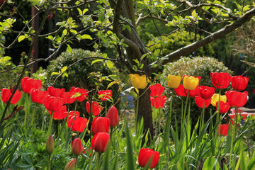 Rote und gelbe Tulpen in einem Garten