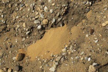 Sandauswurf vor einem Nistplatz einer Sandbiene