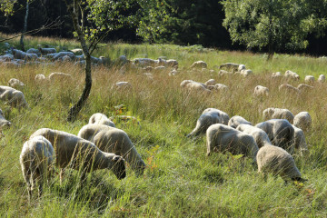 Schafe auf dem Struffelt