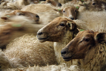 Schafe in der Schäferei "Schaapskooi Mergelland"