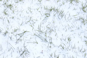 Schnee auf Gras