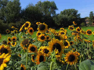 Sonnenblumen mit Aachener Tuchwerk, Soers bei Aachen