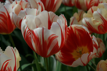 Tulpen, Tulipa, Keukenhof in Lisse, NL