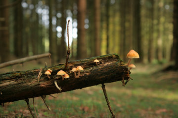 Waldboden mit Pilzen auf totem Holz