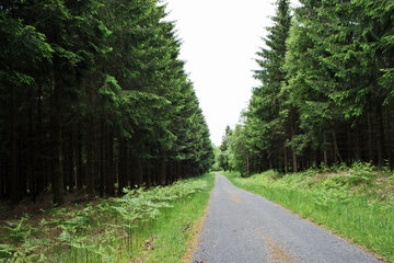 Wanderweg auf dem "Grünklosterberg" südlich von Roetgen