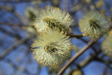 Weidenkätzchen - die männlichen Blüten der Sal-Weide, Salix caprea