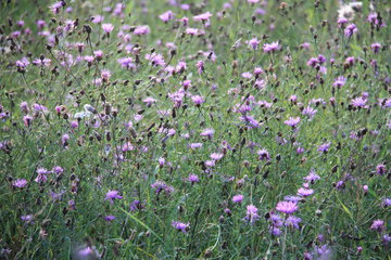 Wiesen-Flockenblume in der Drover Heide