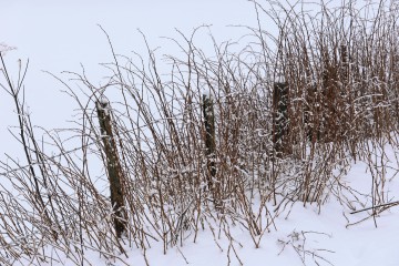 Winterliche Himbeersträucher an einem Zaun
