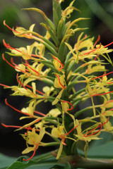 Zieringwer, Hedychium gardnerianum 