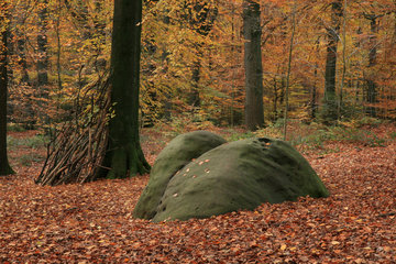 Zyklopensteine im Aachener Wald