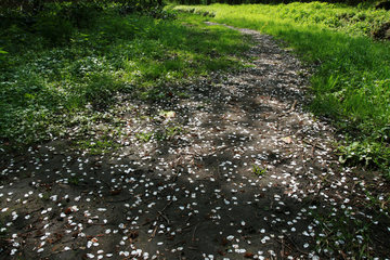 Abgefallene Blütenblätter auf einem Weg im Hambos, Kerkrade, NL