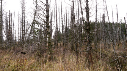 Abgestorbener Fichtenwald im Renaturierungsgebiet Kalltal