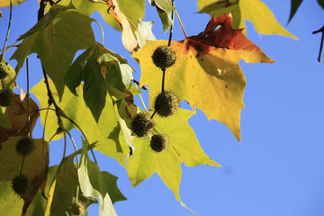 Ahornblättrige Platane mit Früchten im Herbst