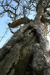 Alter Obstbaum in den Auwiesen der Inde. Eifelsteig,bei Kornelimünster