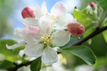 Apfelblüte