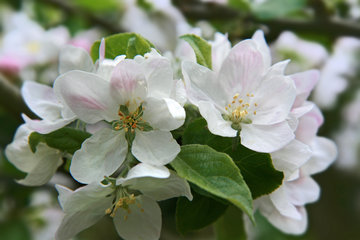 Apfelblüte im April