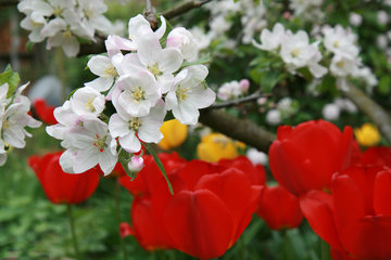 Apfelblüte mit roten Tulpen