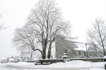 Ar-Lengd, die alte Dorflinde in Eicherscheid im tiefen Winter