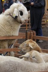 Auf dem Schafmarkt in Mayen