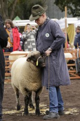 Auf dem Schafmarkt in Mayen