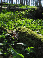 Bärlauch, bodendeckend in einem Laubwald 