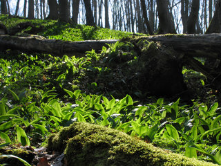 Bärlauch, bodendeckend in einem Laubwald 